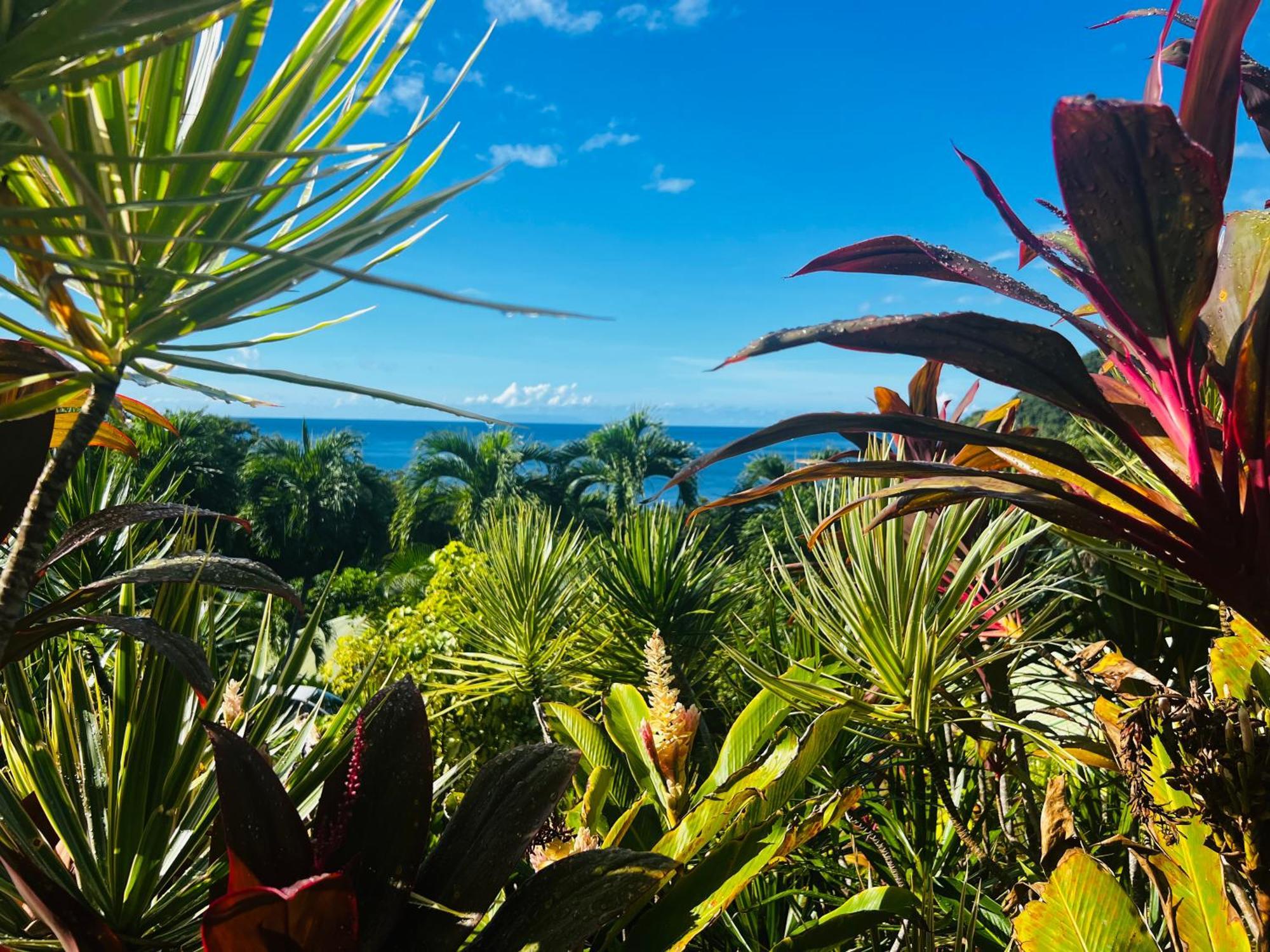 Vue Mer/3Beds/Piscine/Wifi/900 Metres De La Plage Deshaies Buitenkant foto